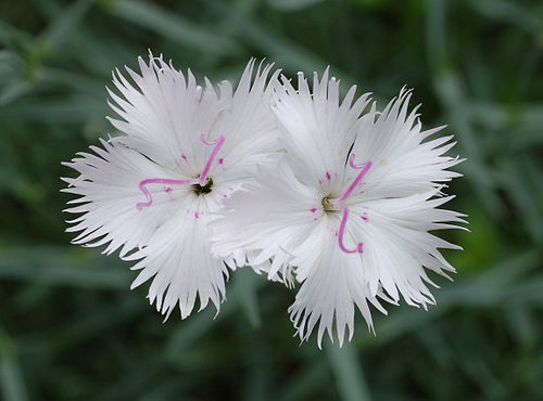 Dianthus japonicus